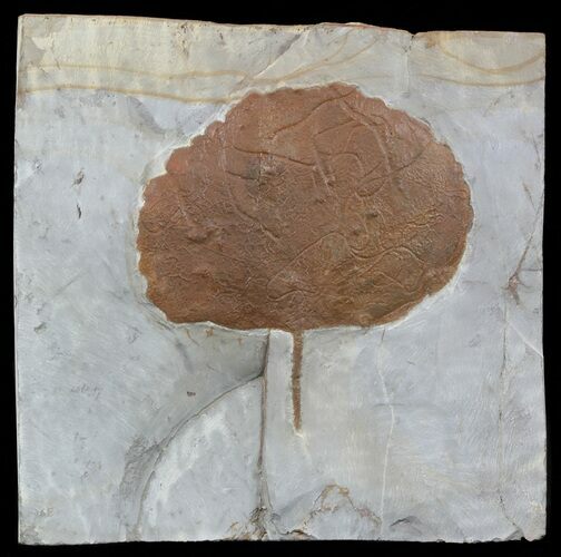 Detailed Fossil Leaf (Zizyphoides) - Montana #56687